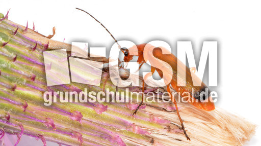 Roter Weichkäfer_2.jpg